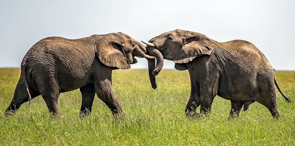 LUXURY EAST AFRICA TOUR