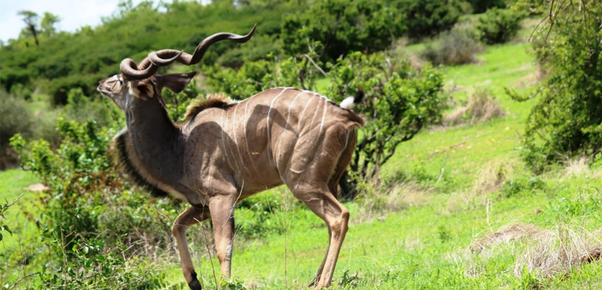 HIGHLIGHTS OF THE SOUTHERN CIRCUIT SAFARI