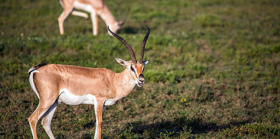 BUSH AND BEACH GATEWAY