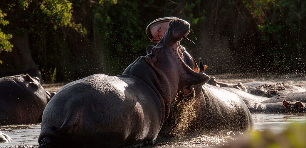 HIGHLIGHTS OF THE SOUTHERN CIRCUIT SAFARI