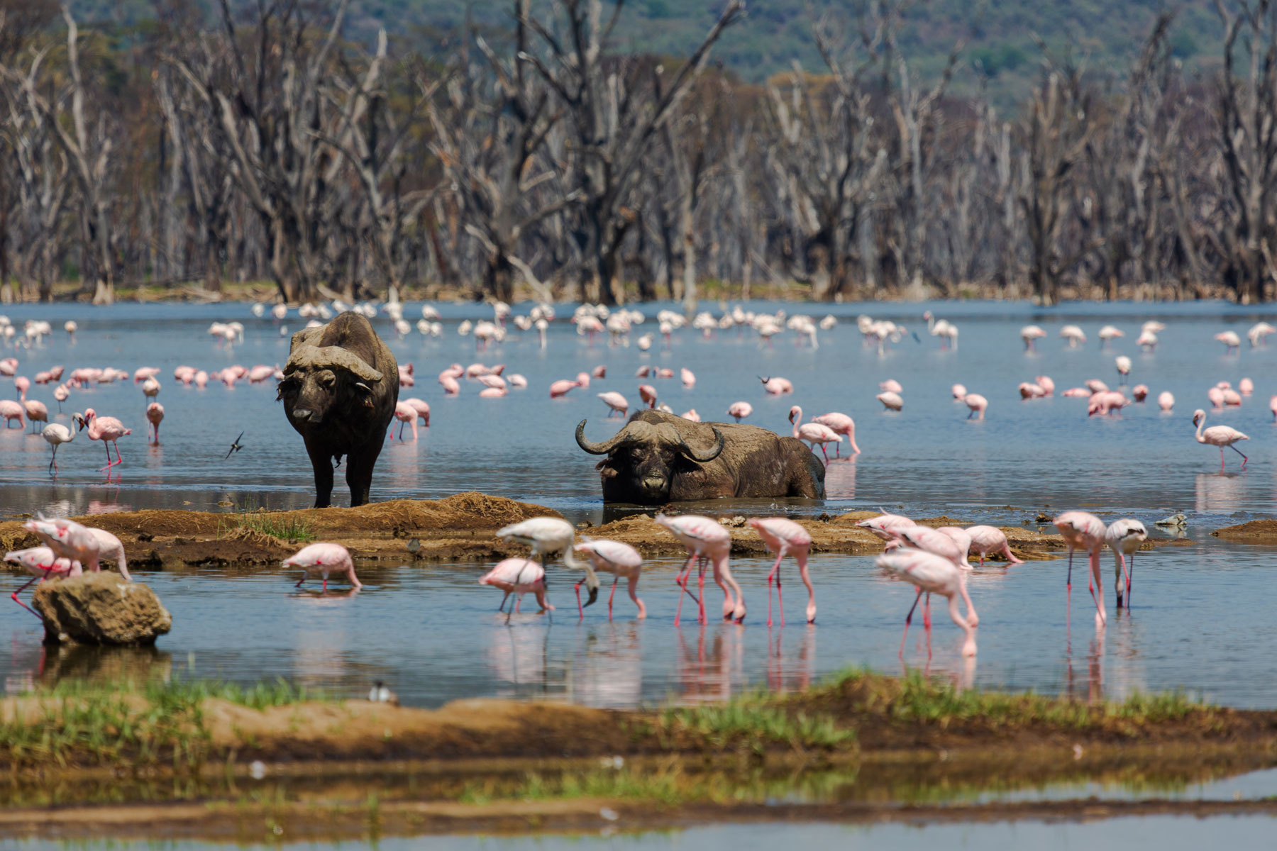 Lake_Manyara_National-Park-buffaloe