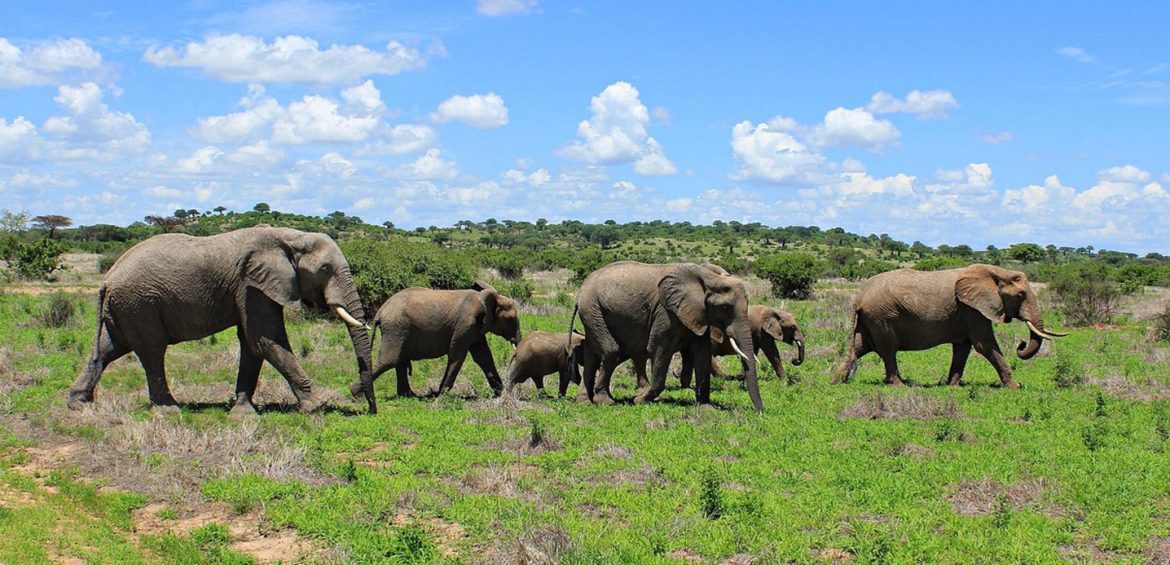 HIGHLIGHTS OF THE SOUTHERN CIRCUIT SAFARI