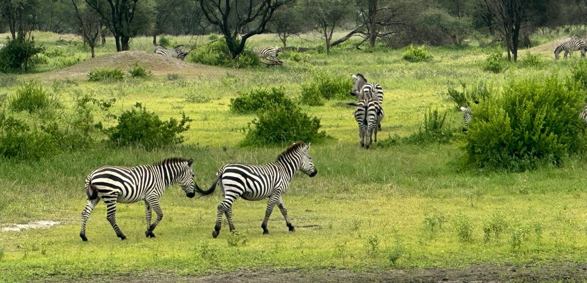 THE GREAT WILDERNESS DUO