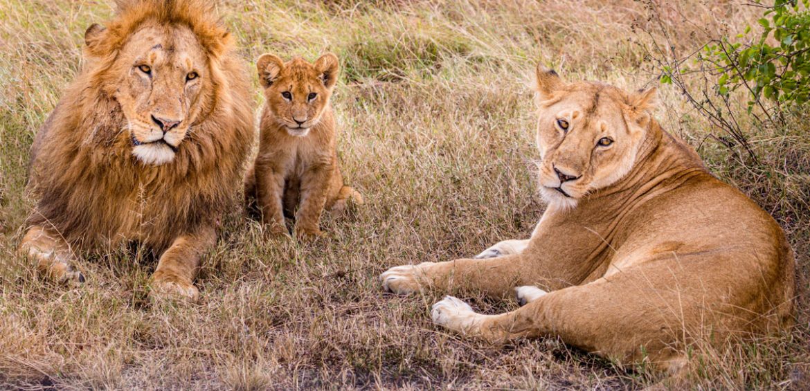 THE GREAT WILDERNESS DUO