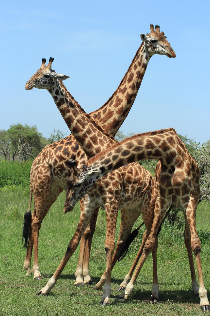 giraffe-1424819_1280