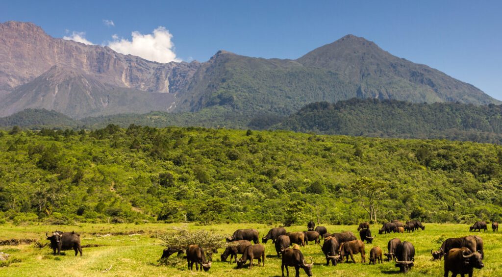 THE ULTIMATE KENYA AND TANZANIA ADVENTURE