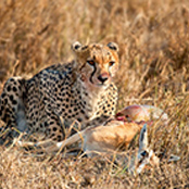 cheetah-eating-prey-serengeti-national-park-tanzania-africa