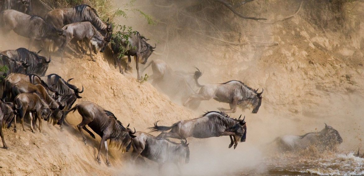 THE GREAT WILDERNESS DUO