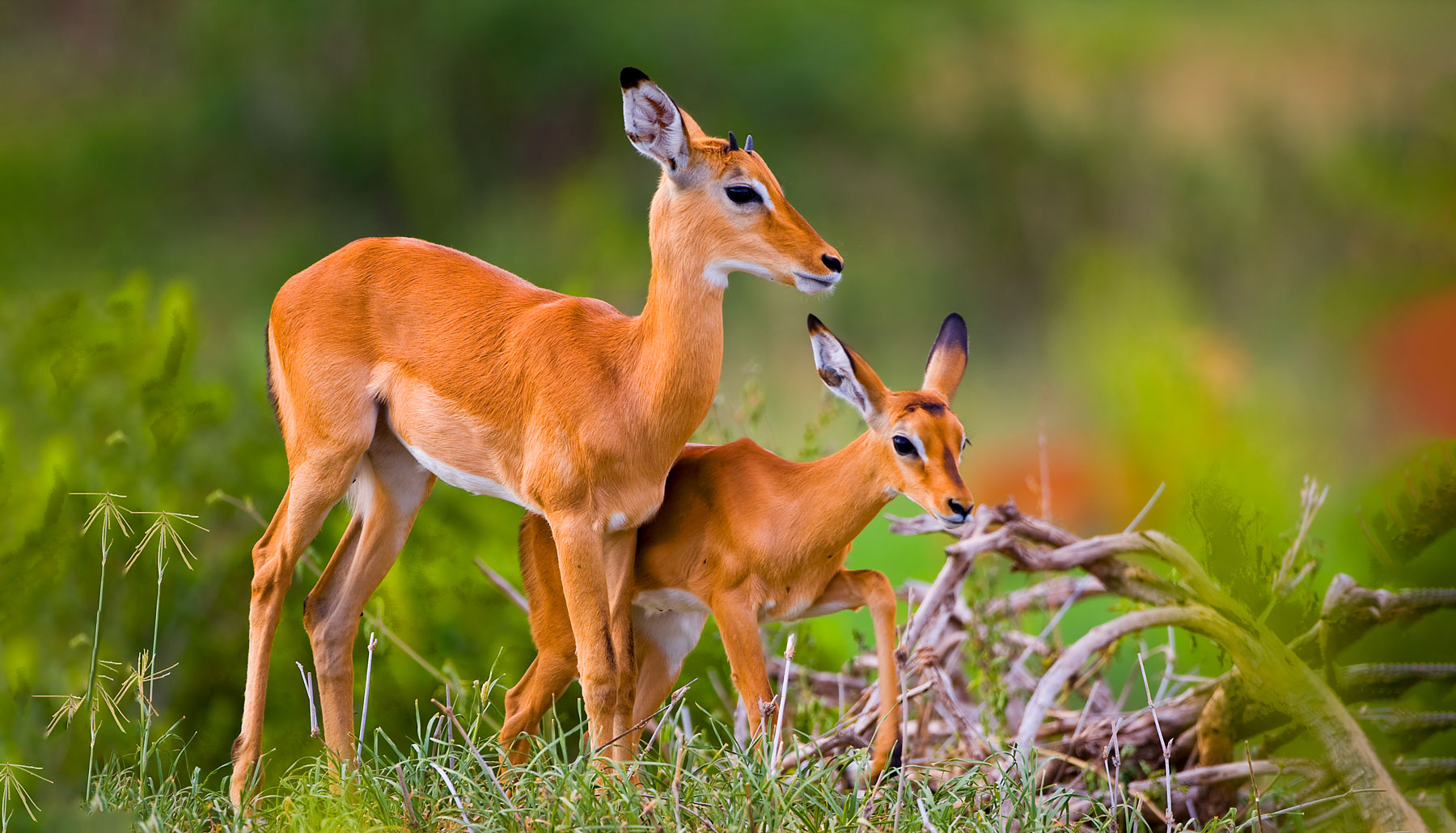 Impala--By-Supremacy