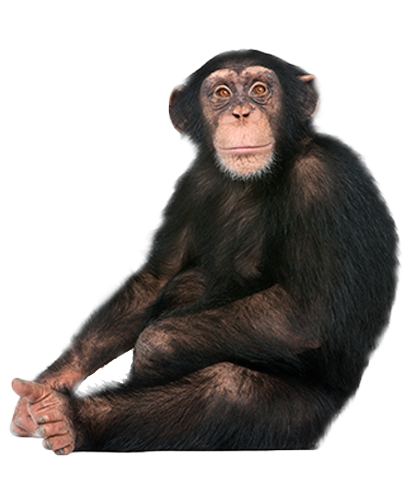 chimp-kigoma