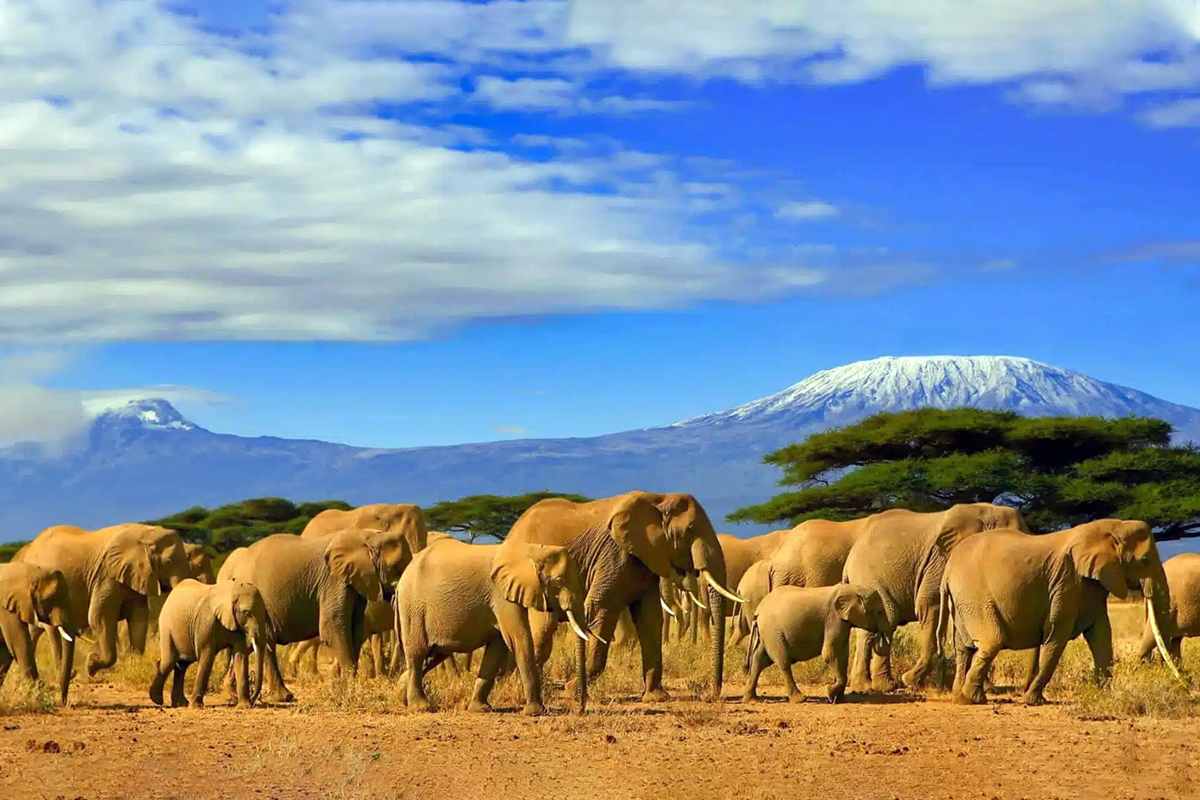 mt-kili-national-park